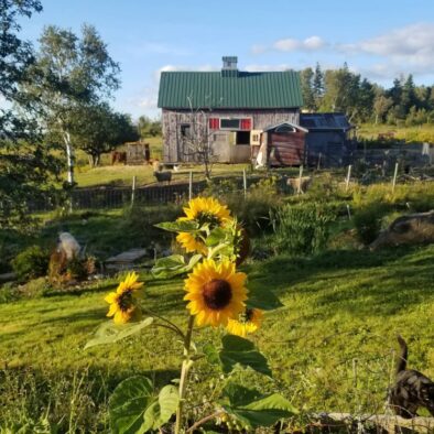 Sunflowers and the barn