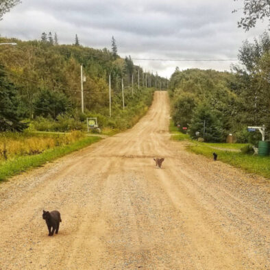 The barn cats accompanying Terri on her walk on the Kempt Head Road