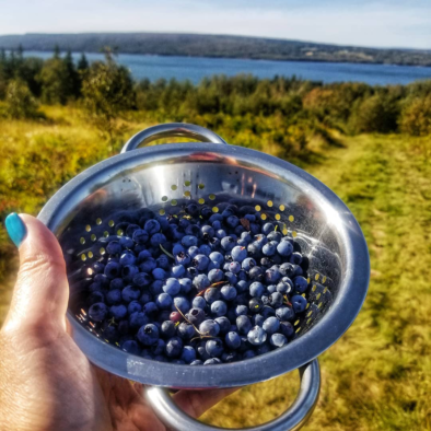 Wild blueberries from back field - Seaweed and Sod Farm B&B