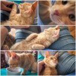 This is a collage of pictures of Ralphie when he was young kitten.