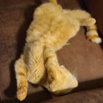 Ralphie, Seaweed and Sod Farm's ginger kitty is displaying yet another sleeping position.