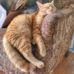 Ralphie, our ginger kitty demonstrates the best way to sleep in a chair.