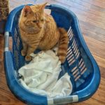 Ralphie, our resident ginger kitty, and self appointed Customer Relations Manager, is supervising the folding of towels.