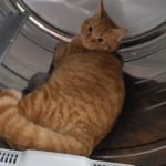 Ralphie, our ever curious ginger kitty, is trying to decide if the dryer is a good place for a nap.