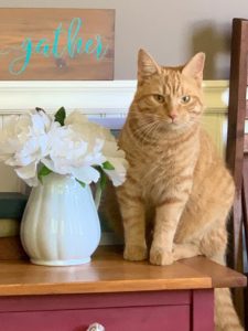 Meet Ralphie, our resident ginger kitty. He's our self-appointed Guest Relations Manager