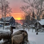 llama and sheep in the barnyard with a view of the setting sun