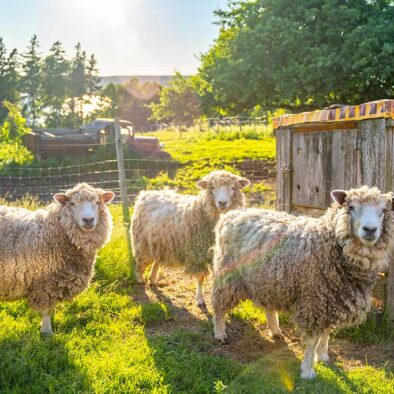 This image is of 3 Cotswold sheep, a rare breed here at our Cape Breton Bed and Breakfast.